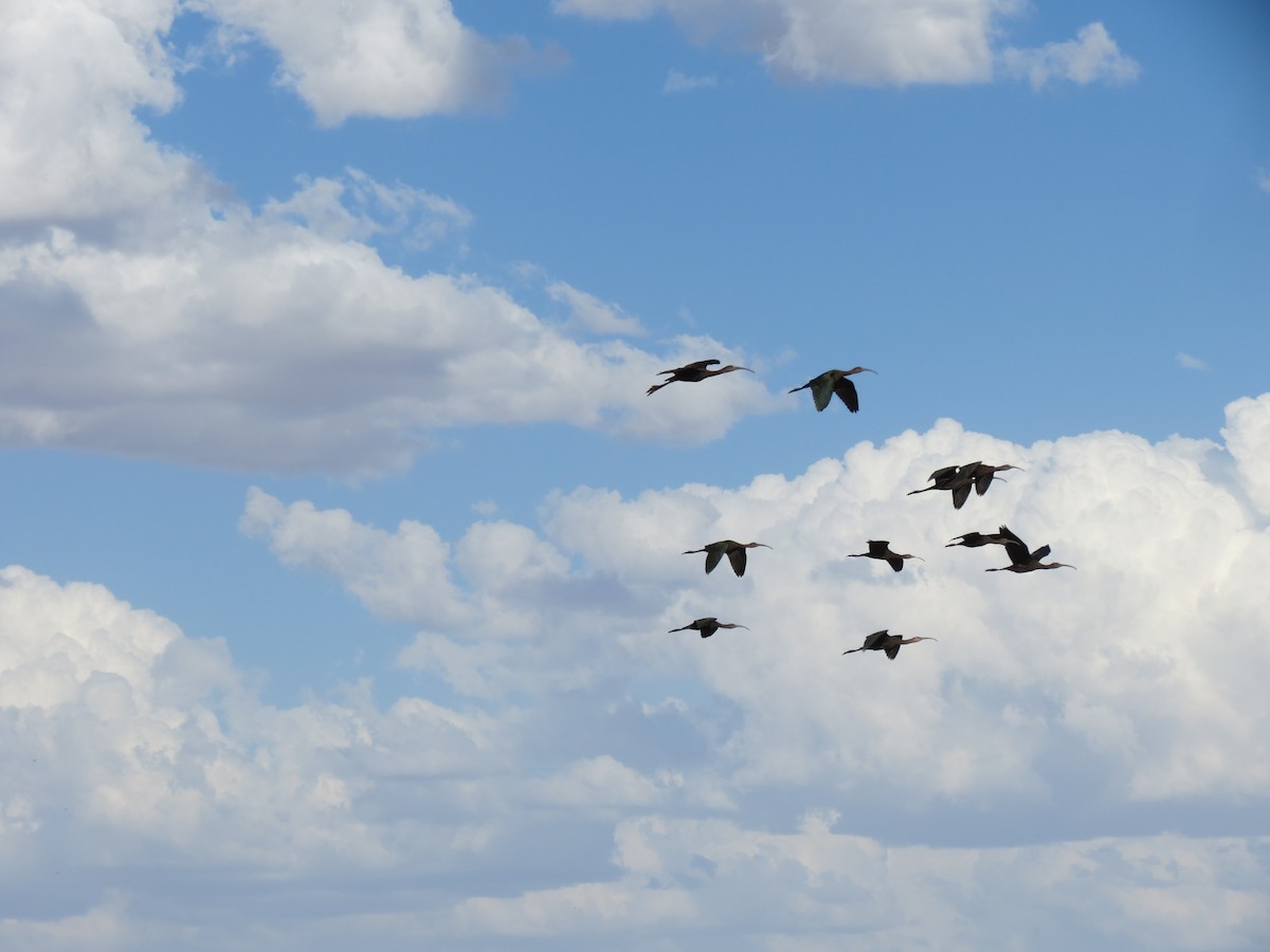 ibis americký - ML642795202