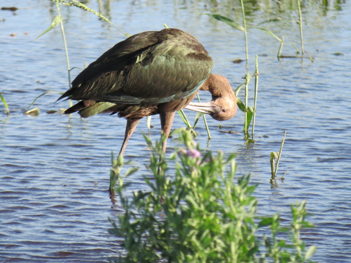 ibis americký - ML642795203