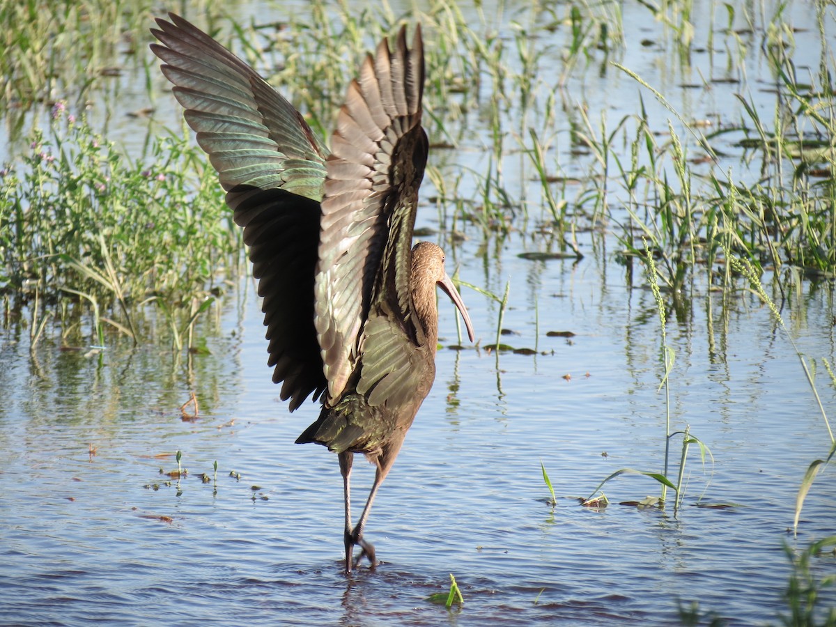 ibis americký - ML642795204