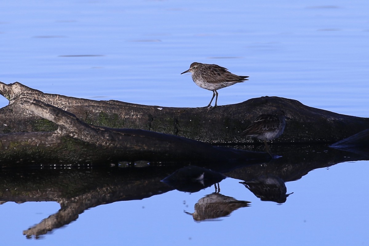 Sharp-tailed Sandpiper - ML642795205