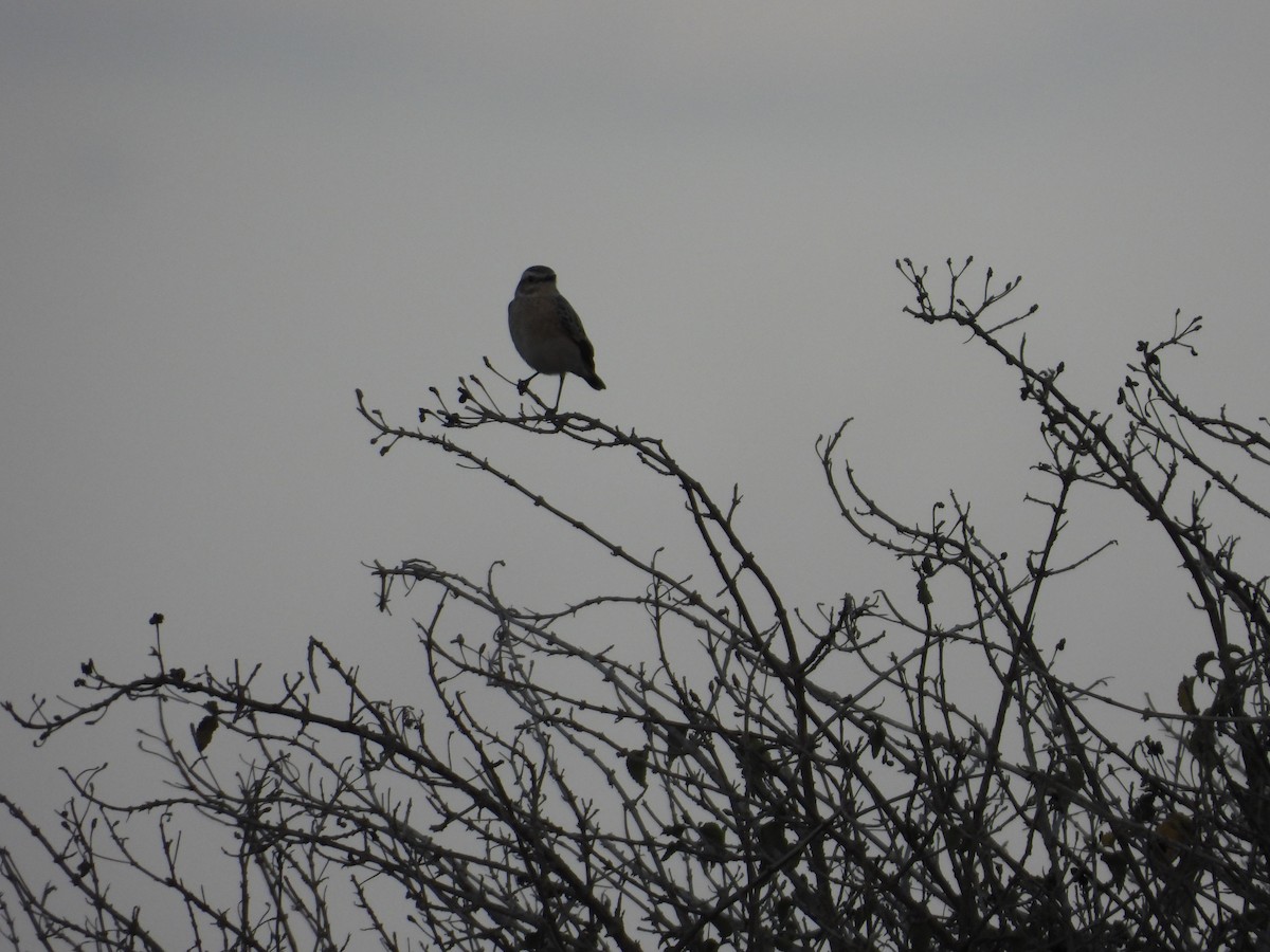 Whinchat - ML642795206