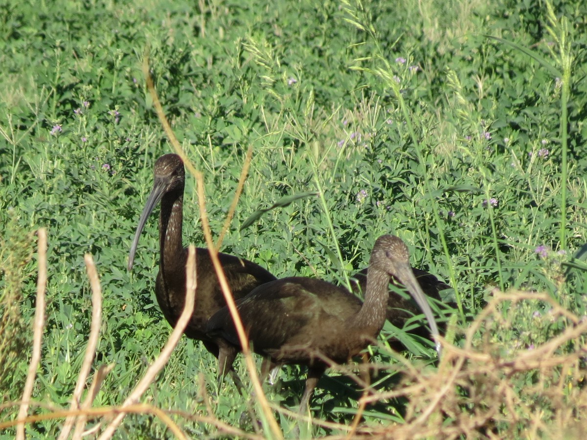 ibis americký - ML642795207