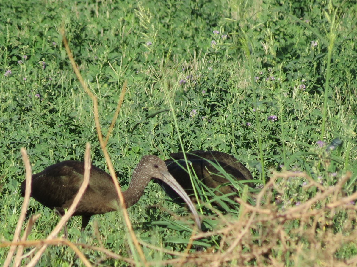 ibis americký - ML642795209