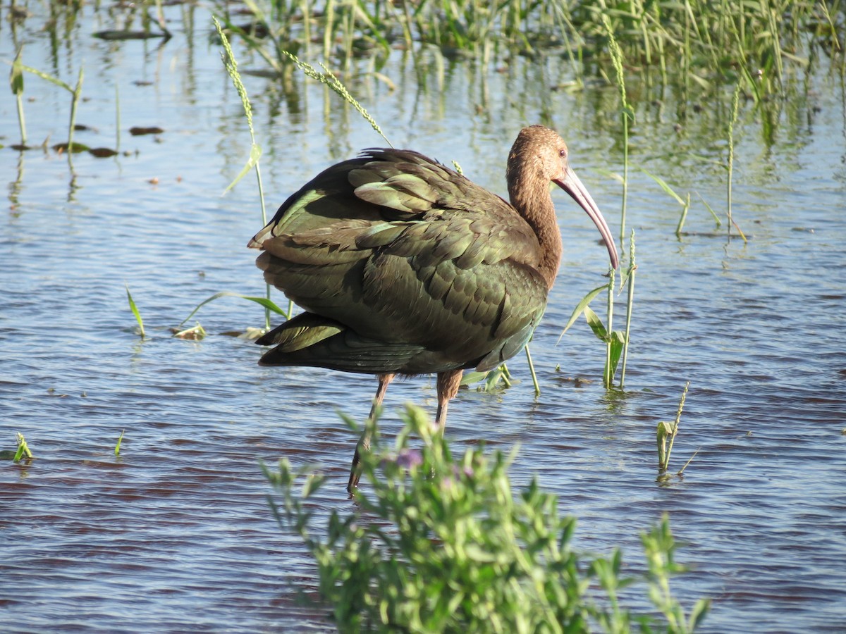 ibis americký - ML642795210