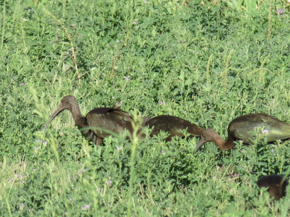 ibis americký - ML642795211