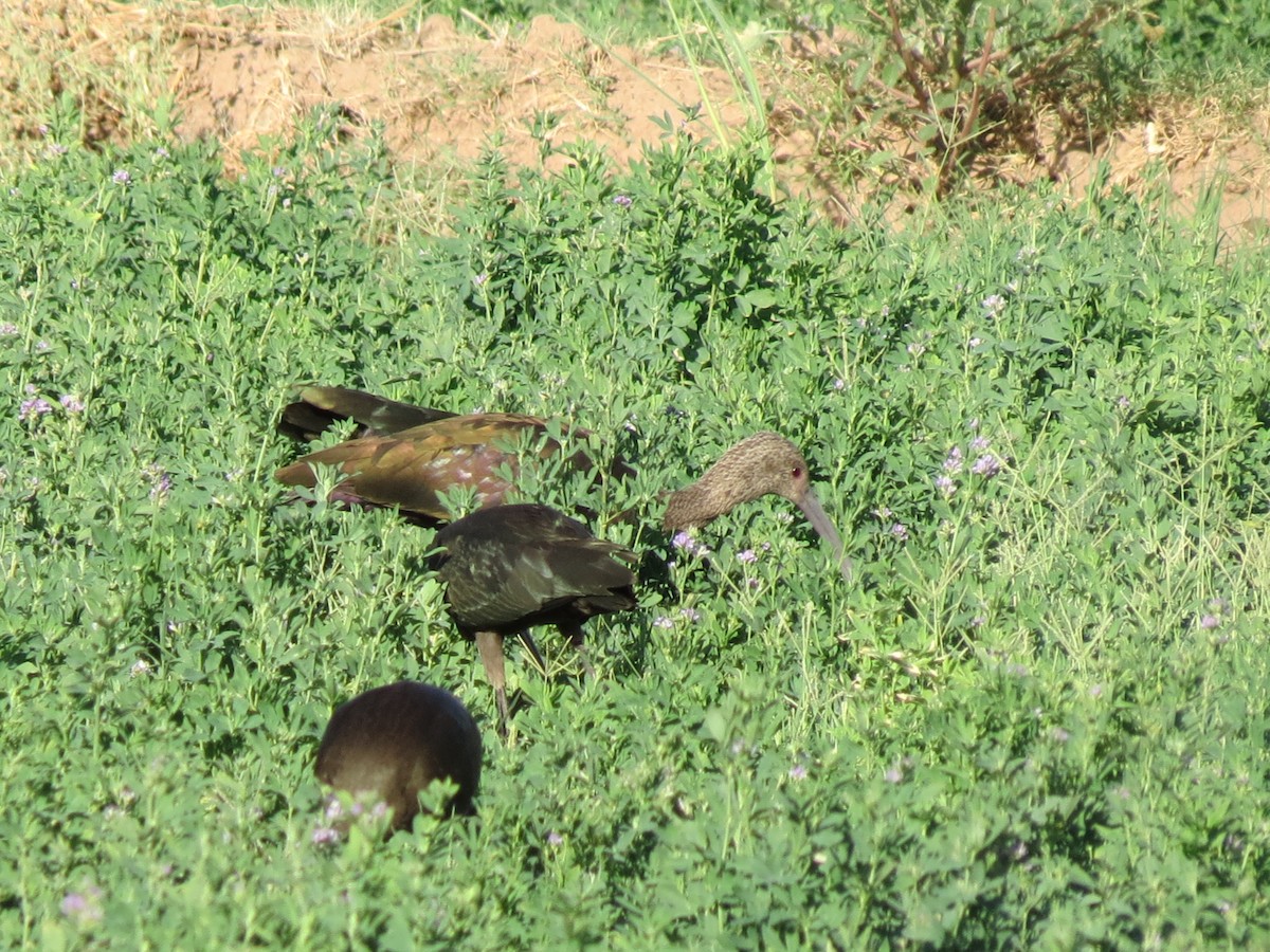 ibis americký - ML642795212