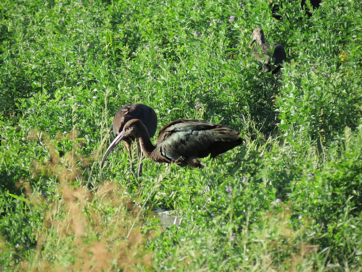 ibis americký - ML642795213