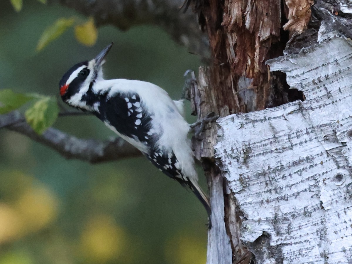 Hairy Woodpecker - ML642795216
