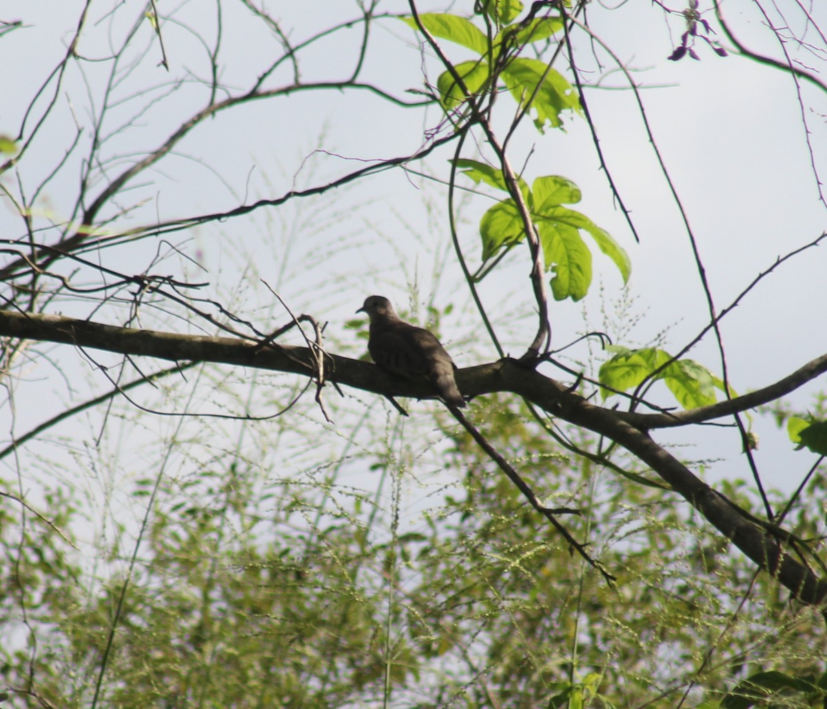 Common Ground Dove - ML642795218