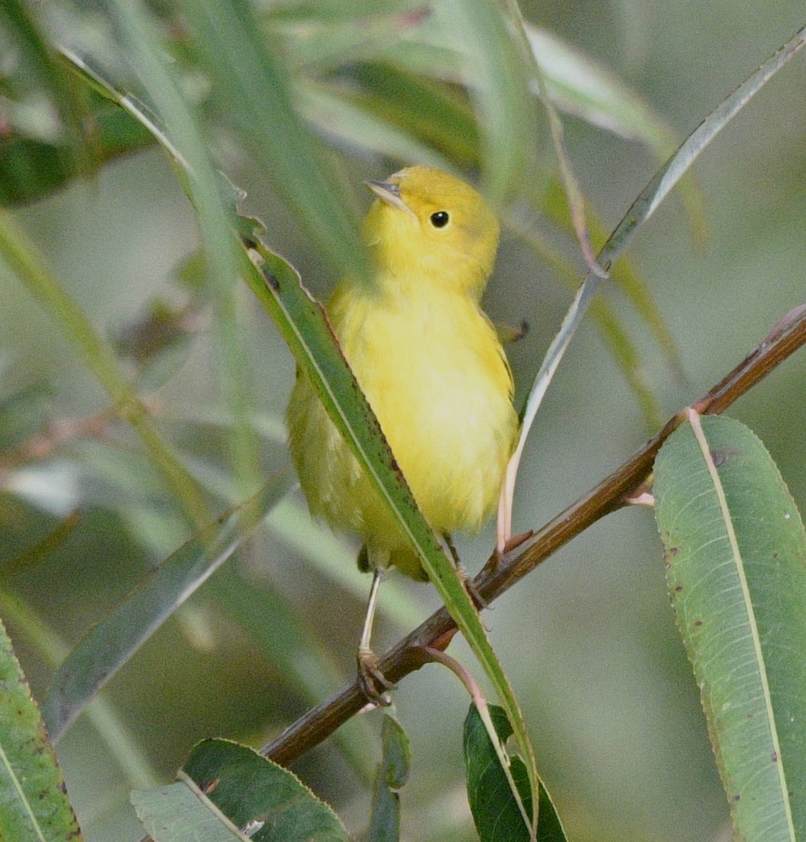 Yellow Warbler - ML642795228