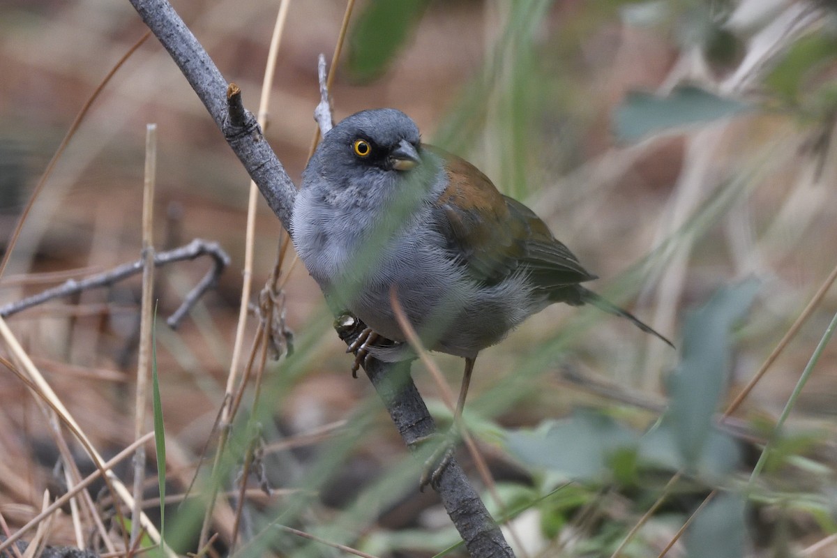 Yellow-eyed Junco - ML642795236