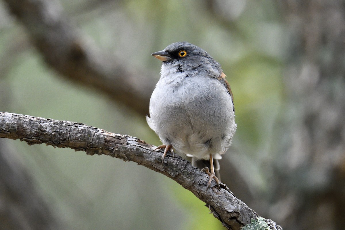 Yellow-eyed Junco - ML642795237