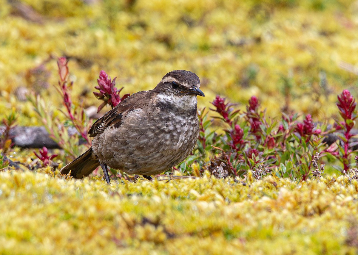 Chestnut-winged Cinclodes - ML642795238
