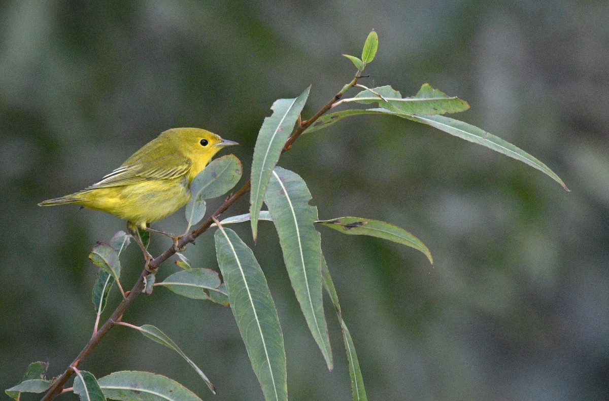 Yellow Warbler - ML642795243