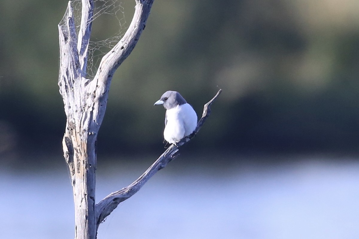 White-breasted Woodswallow - ML642795244