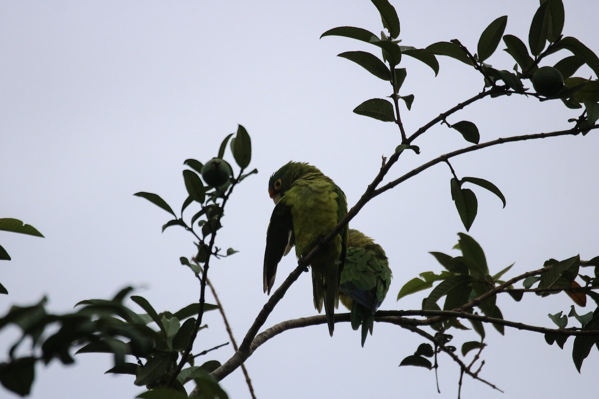 メキシコインコ - ML642795245