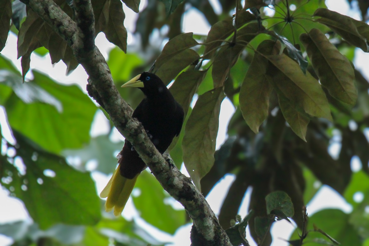 Crested Oropendola - ML642795248