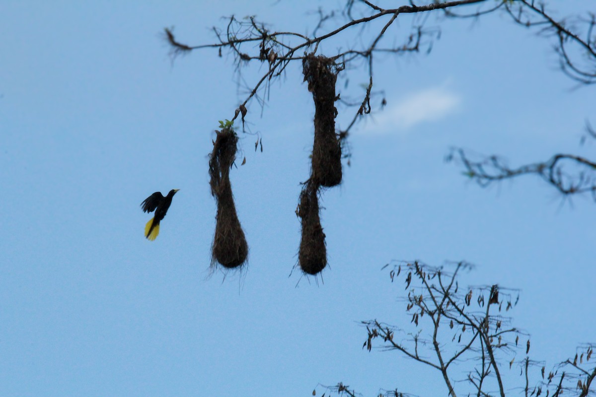 Crested Oropendola - ML642795249