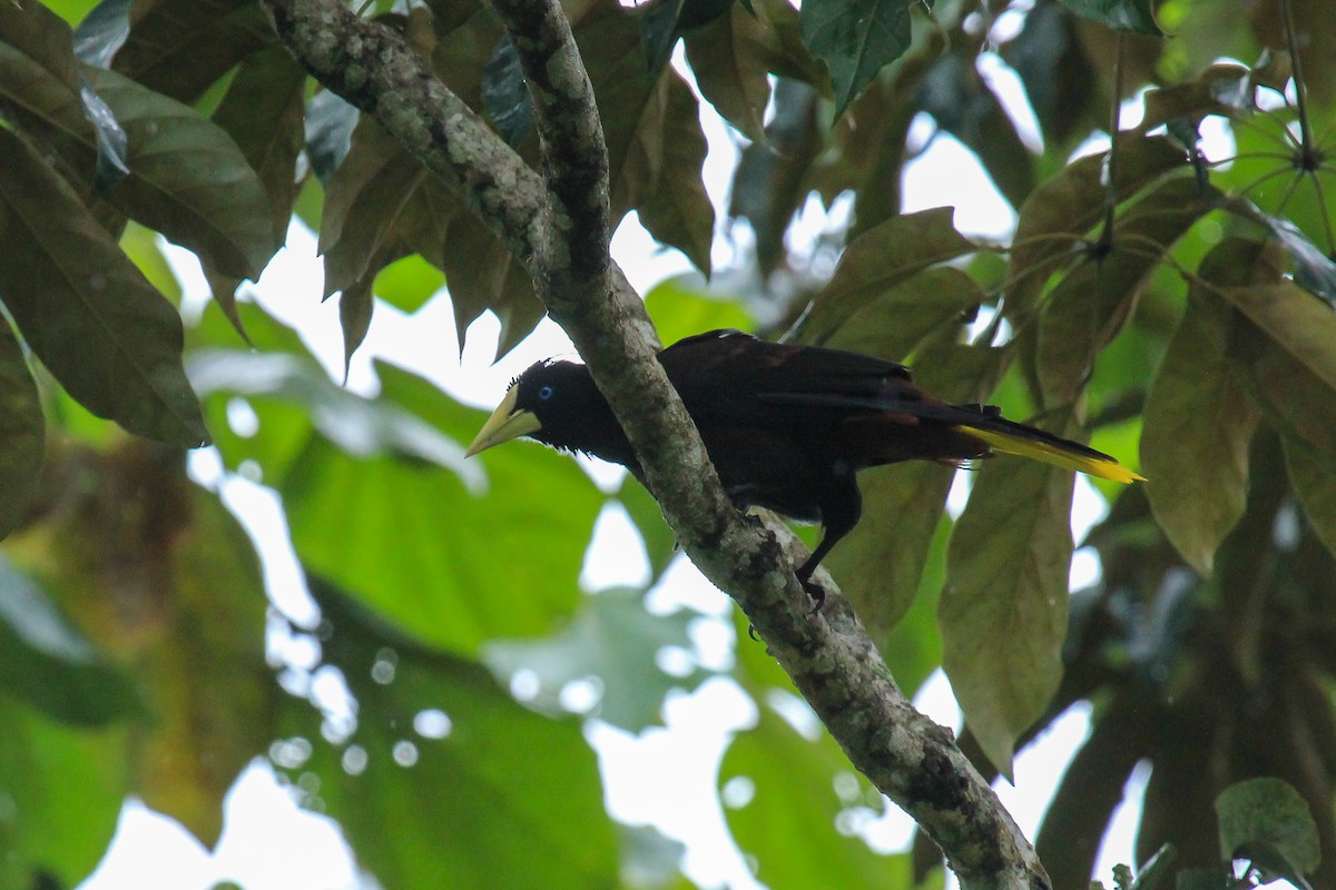 Crested Oropendola - ML642795250