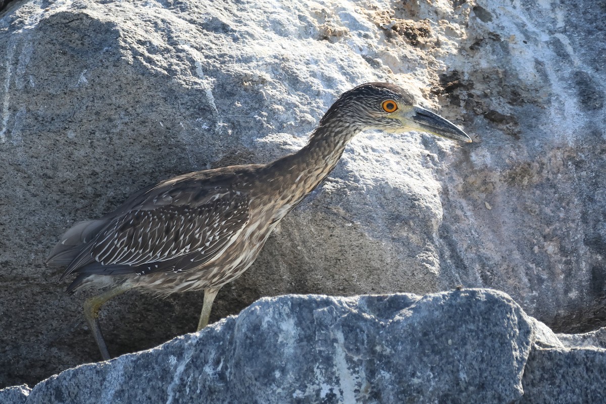 Yellow-crowned Night Heron - ML642795259