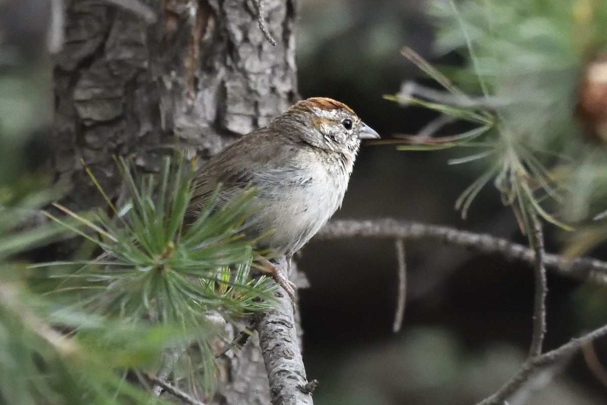 Rufous-crowned Sparrow - ML642795265