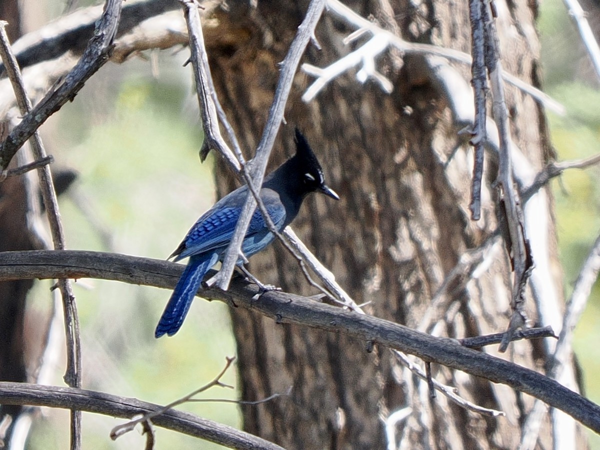 Steller's Jay - ML642795272