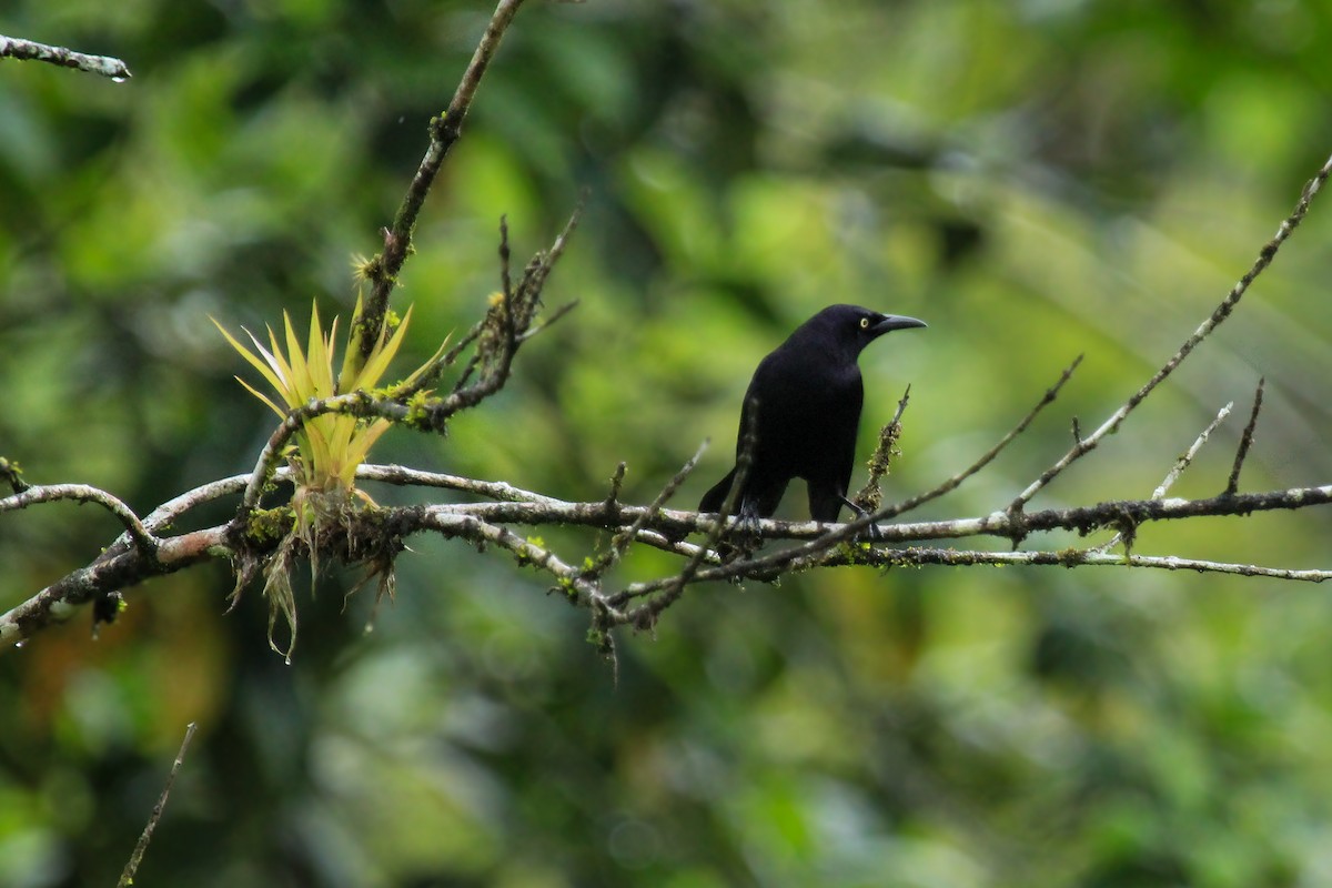 Carib Grackle - ML642795273