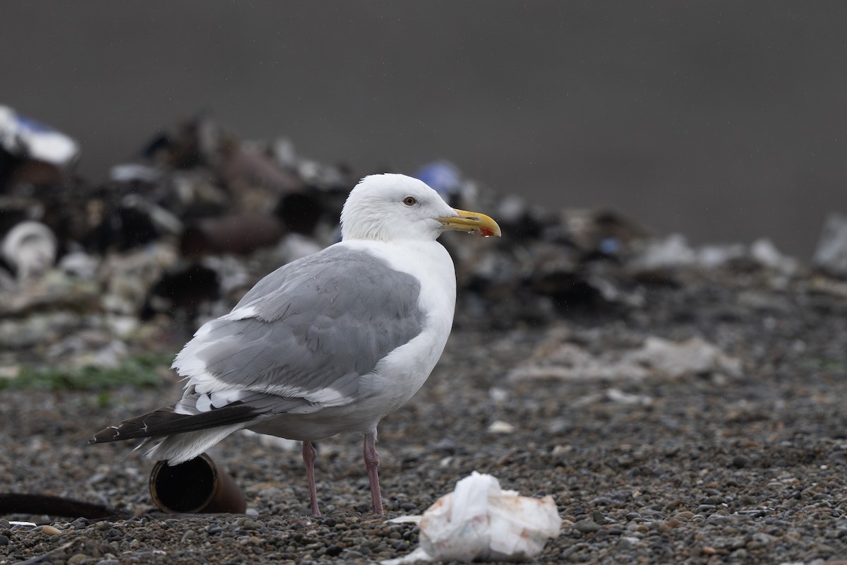 Vega Gull - ML642795277