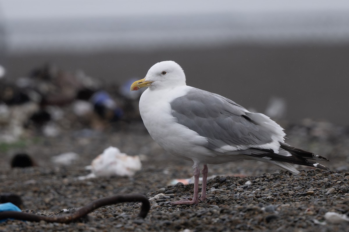 Vega Gull - ML642795278