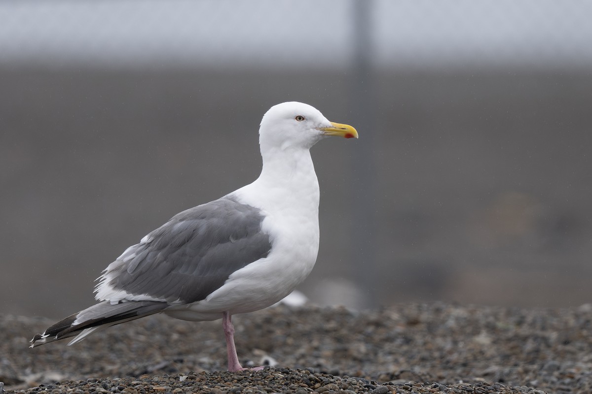 Vega Gull - ML642795279