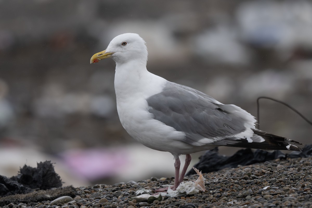 Vega Gull - ML642795280