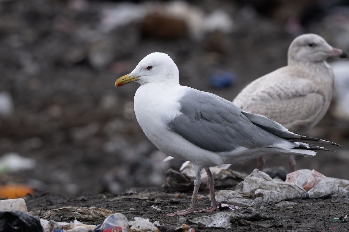 Vega Gull - ML642795281