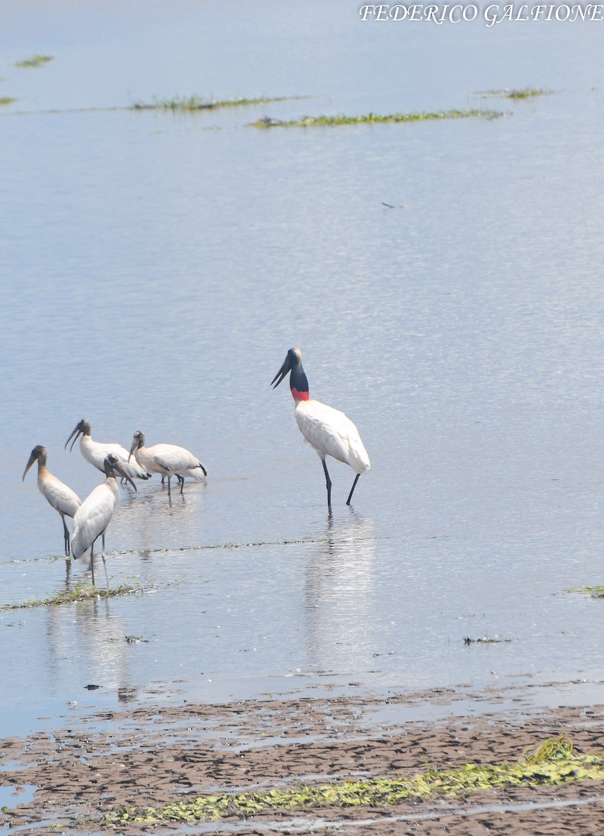 Jabiru - ML642795282