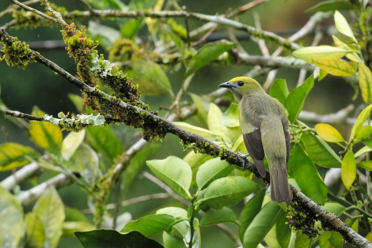 Palm Tanager - ML642795283