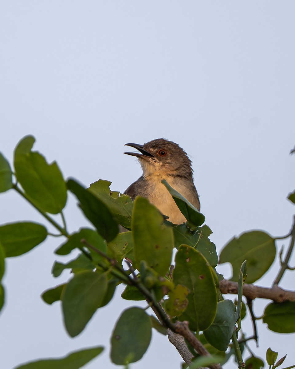 Jungle Prinia - ML642795291
