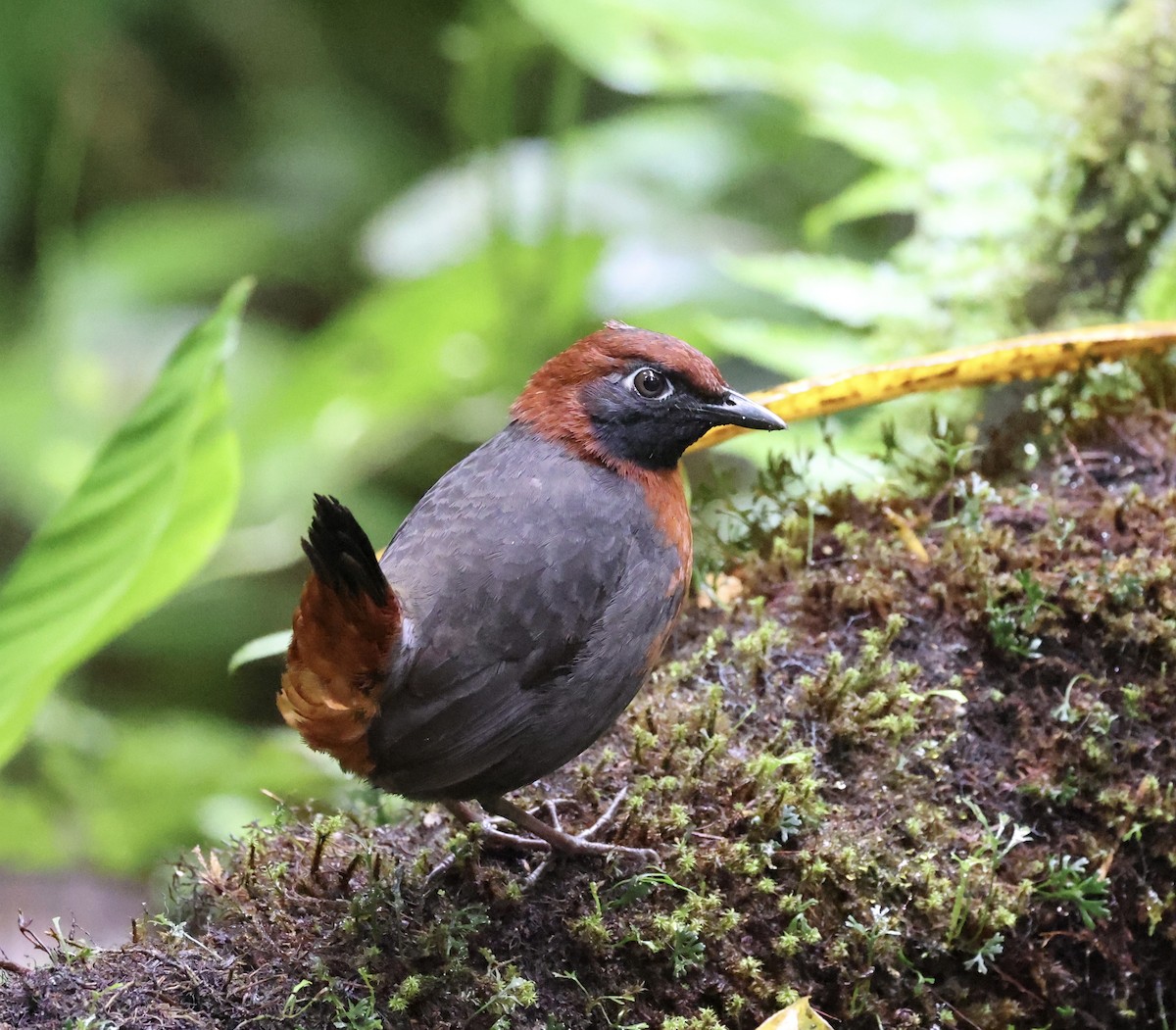 Rufous-breasted Antthrush - ML642795304