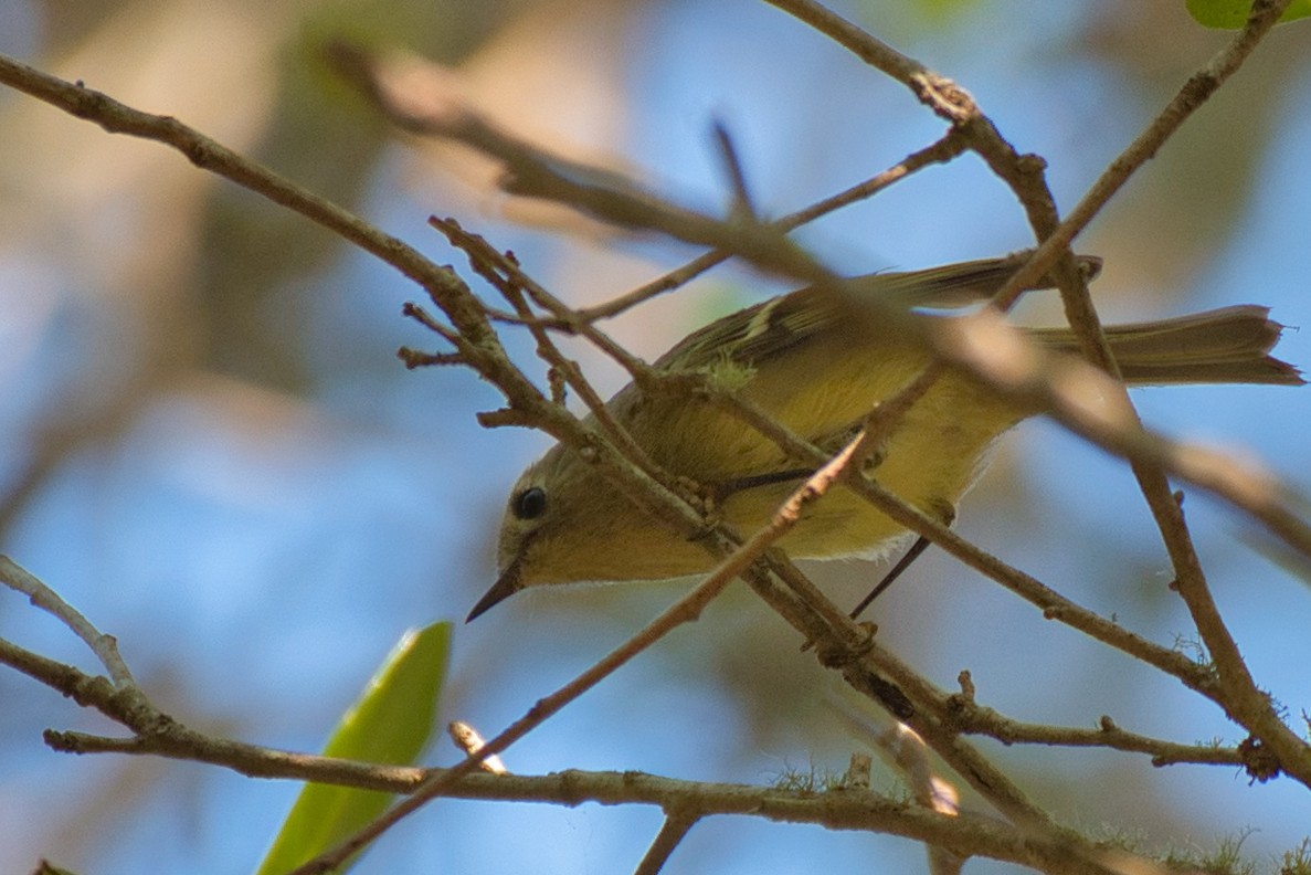 Roitelet à couronne rubis - ML642795306