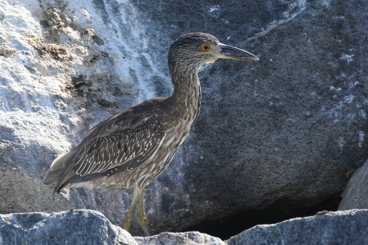 Yellow-crowned Night Heron - ML642795315