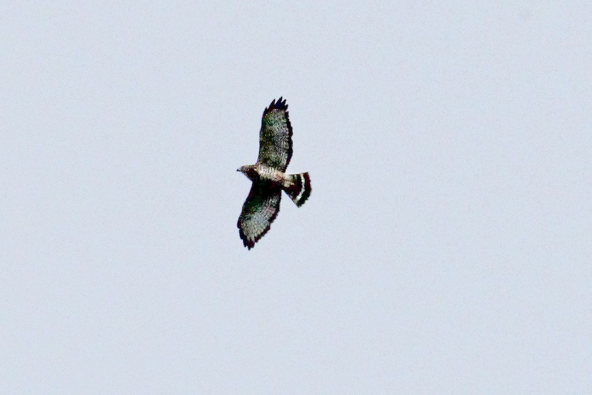 Broad-winged Hawk - ML642795319