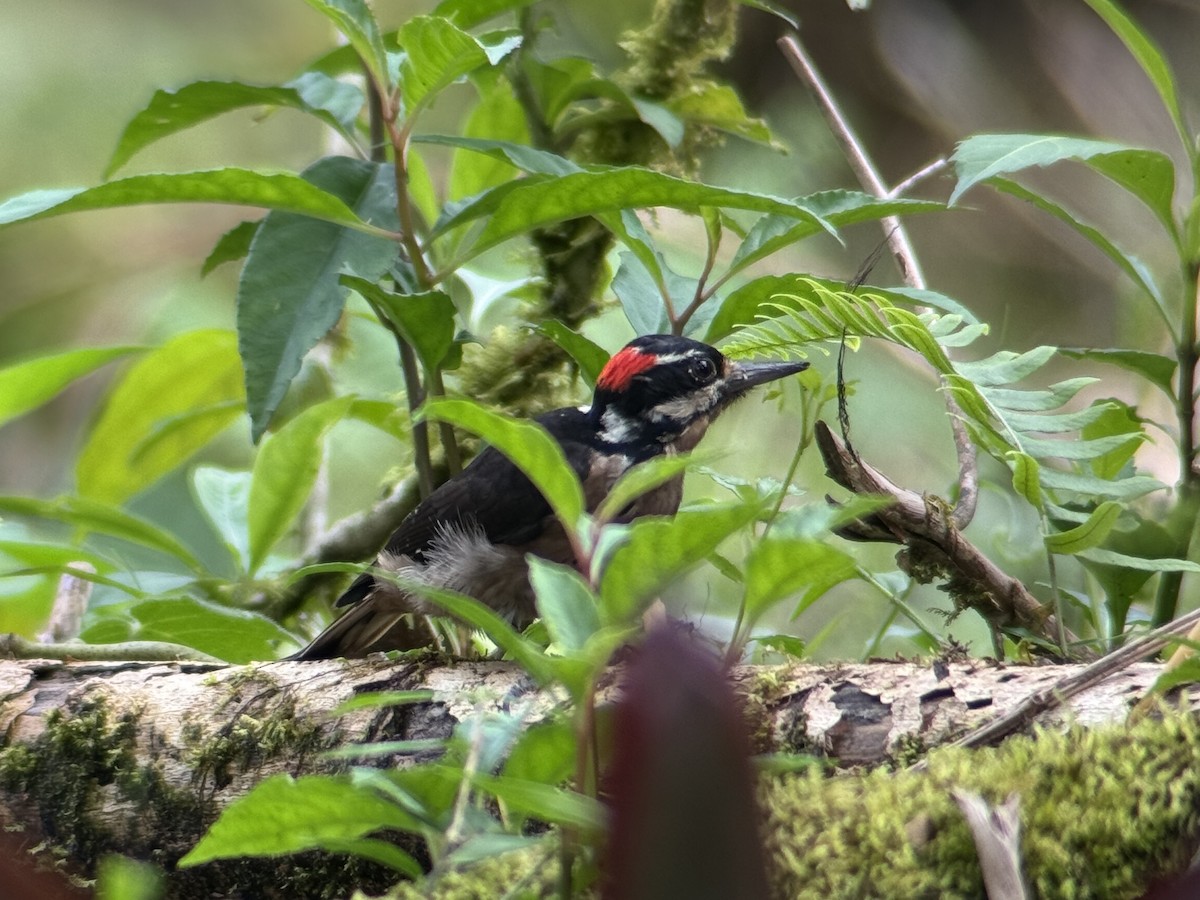 Hairy Woodpecker - ML642795331