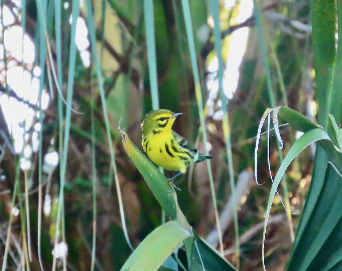 Prairie Warbler - ML642795337