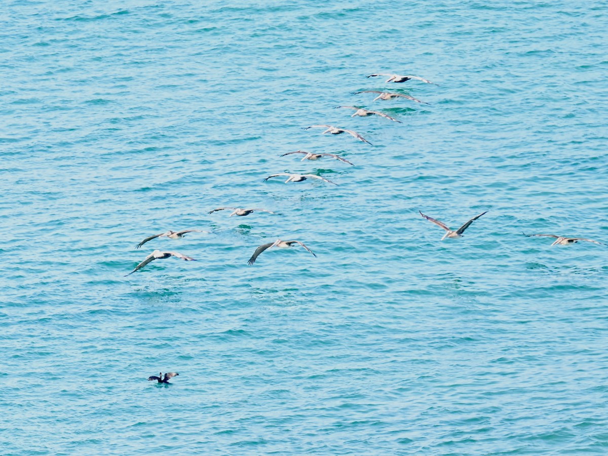 Brown Pelican - ML642795339