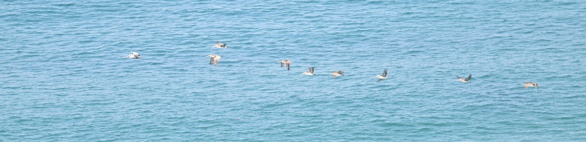 Brown Pelican - ML642795340