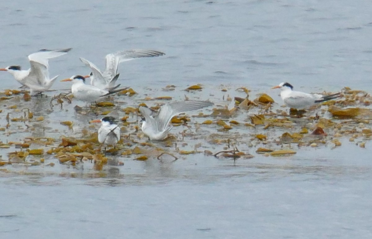 Elegant Tern - ML642795350