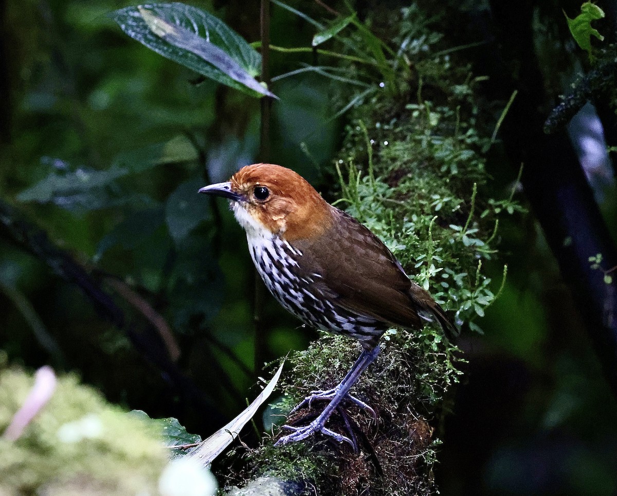 Chestnut-crowned Antpitta - ML642795355
