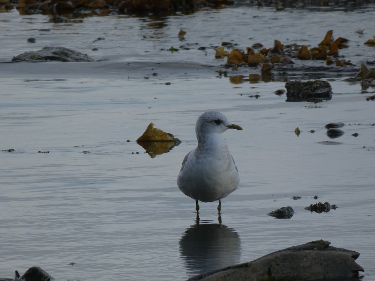 Short-billed Gull - ML642795363