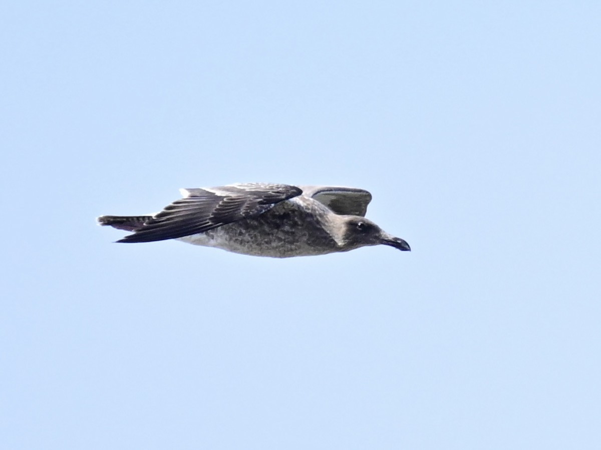 Western Gull - ML642795382