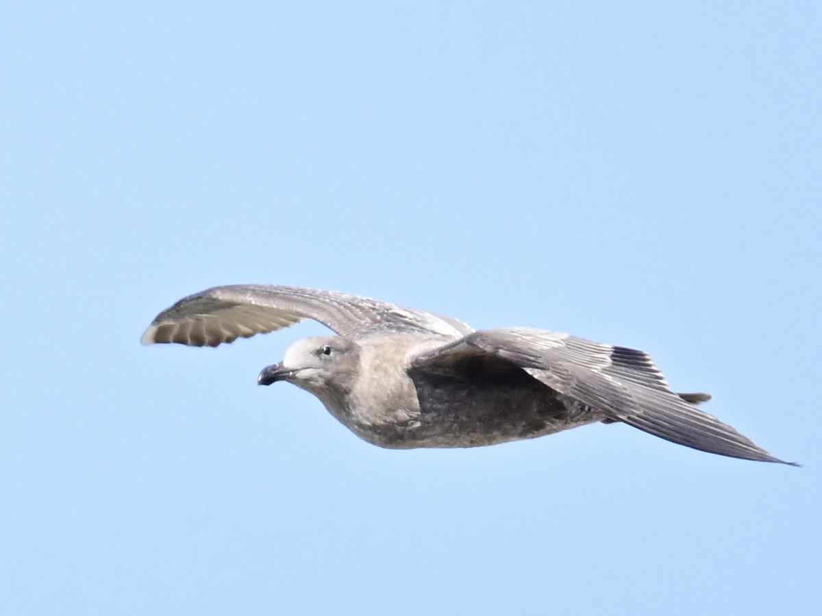 Western Gull - ML642795383