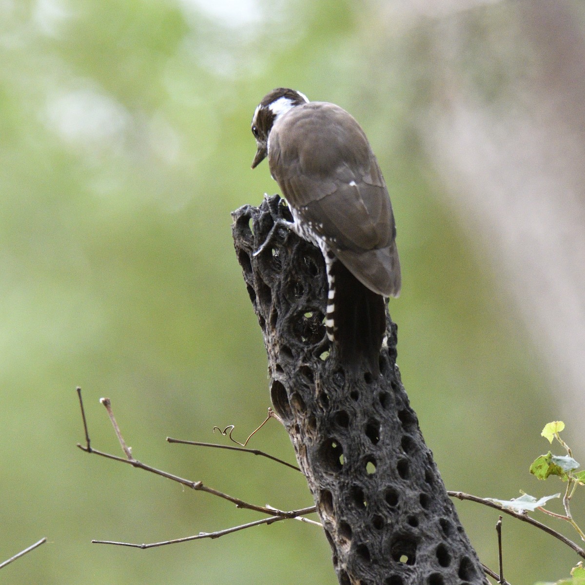 Arizona Woodpecker - ML642795386