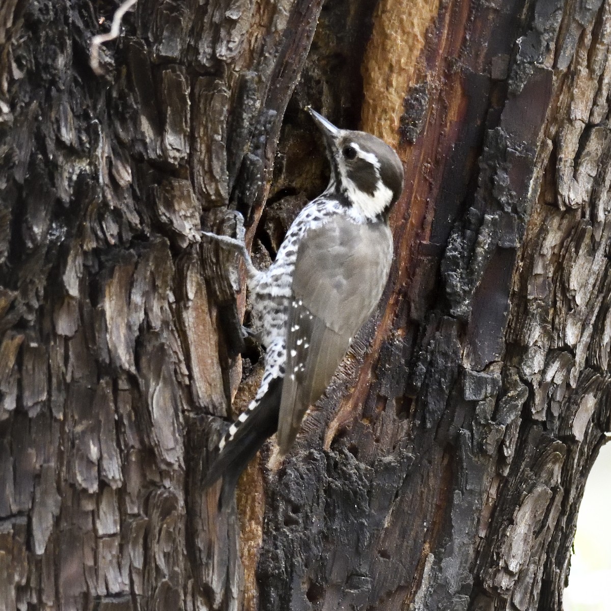Arizona Woodpecker - ML642795387